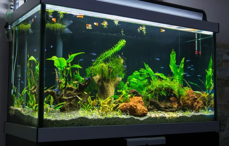 Kategoribild för Akvarium & Fiskmat
